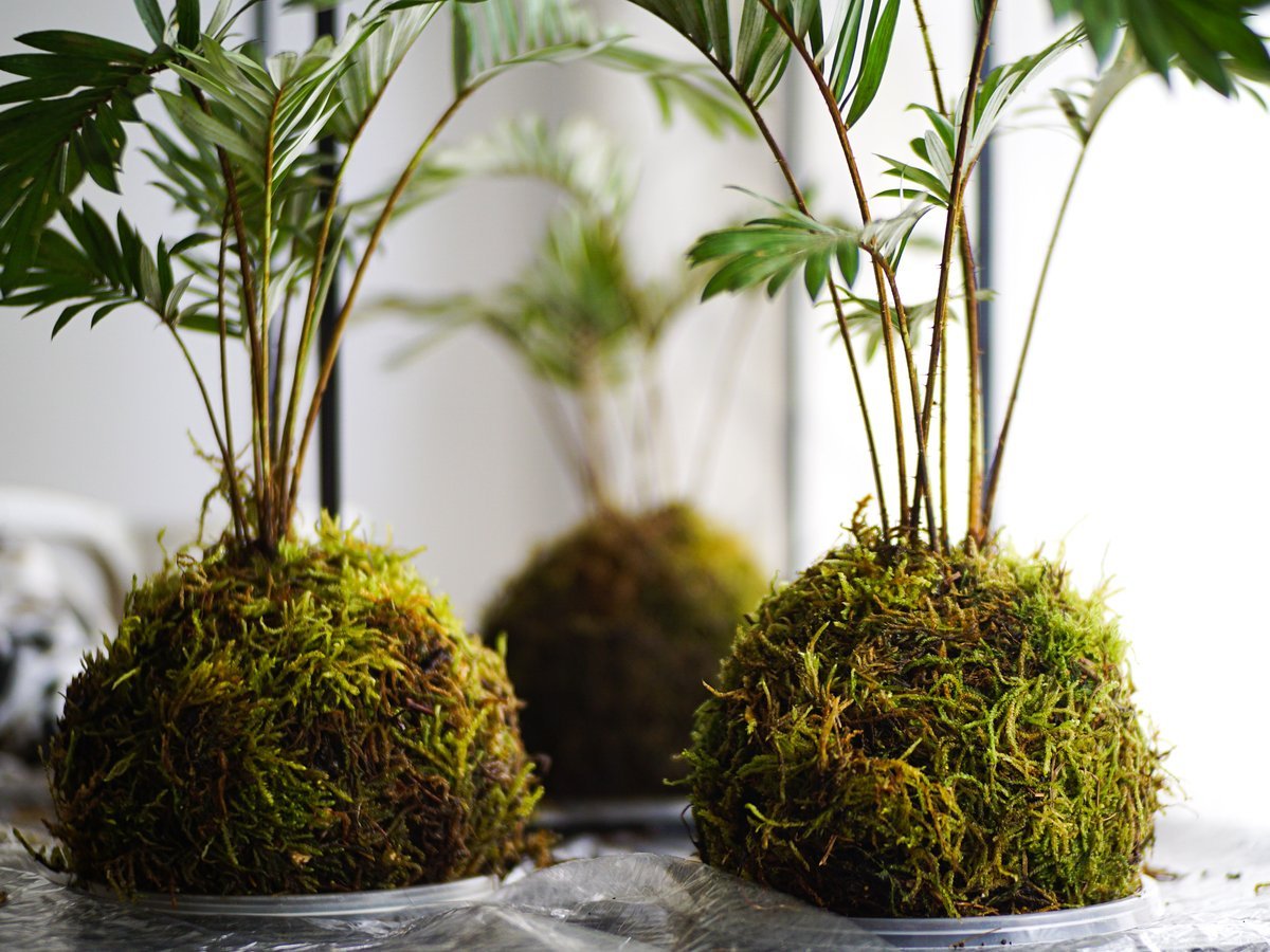 Best Plants for Your Kokedama DIY Moss Ball Project - DIY Moss Ball Project