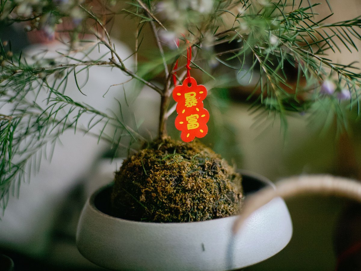 How to Care for Living Kokedama Moss Balls - DIY Moss Ball Project