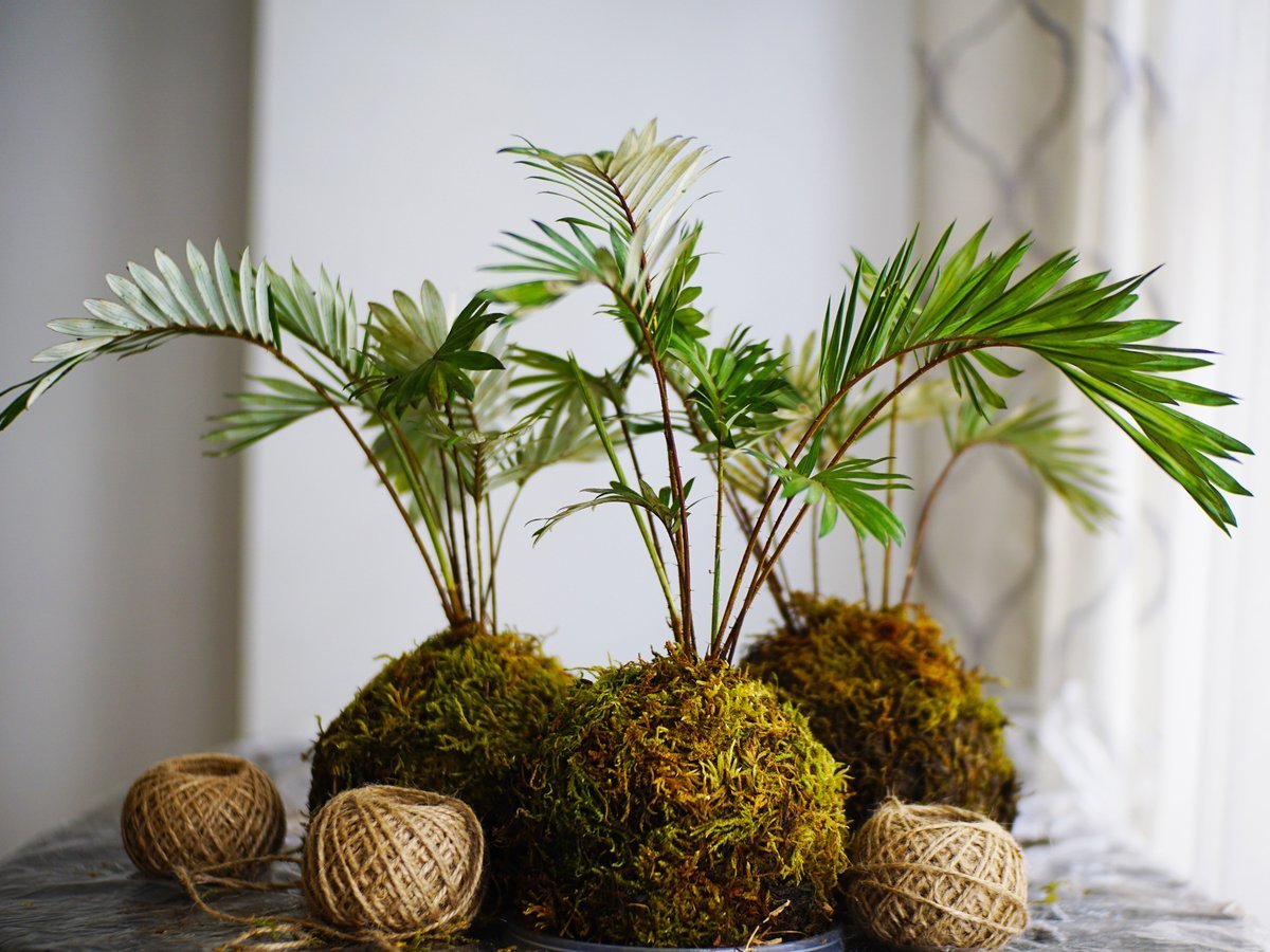 How to Make a Kokedama Moss Ball — The Japanese Living Art Form - DIY Moss Ball Project