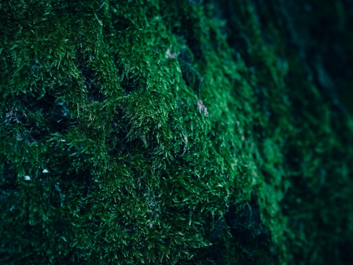 Types of Moss Used in DIY Moss Ball Projects - DIY Moss Ball Project