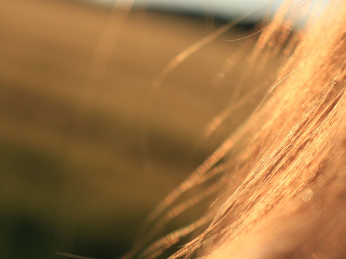 Sun-Kissed Caramel Highlights That Look Naturally Bleached by the Sun - Warm Brown Hair Caramel